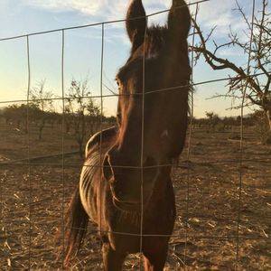 One of Uribe's underfed horses. 