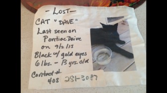 This cat also recently went missing in Blossom Valley.