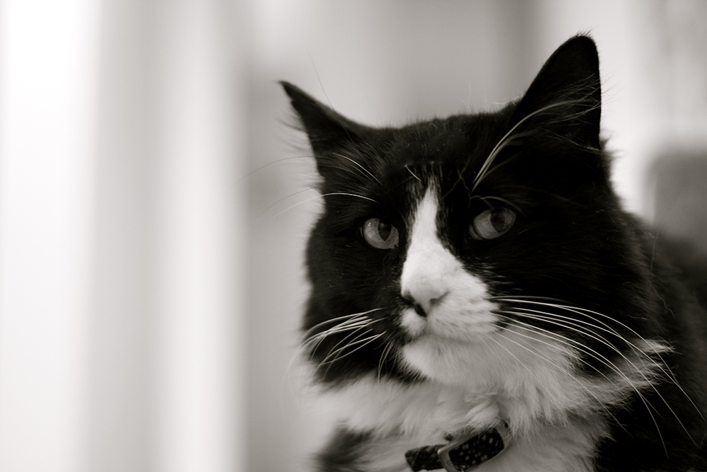 Henri le Chat Noir, whose existential crisis has endeared him to millions, is one of many felines who rose to fame in the age of the Internet cat.