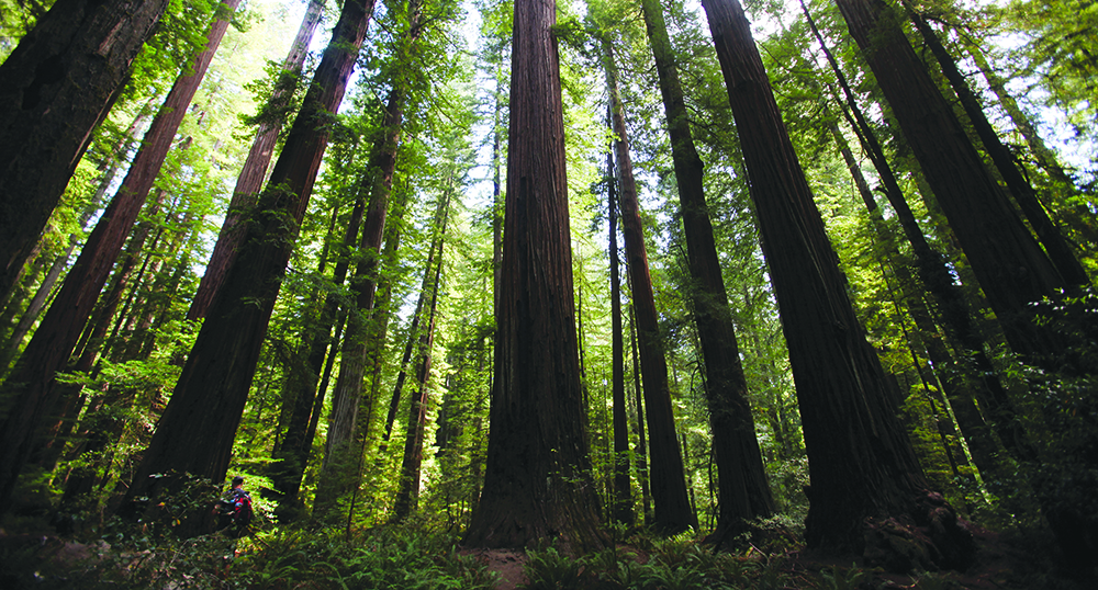 Environmental Groups Praise Plan to Conserve Coastal Redwoods, Expand Protected Land