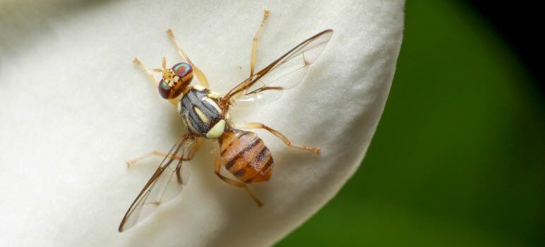 California neighborhood under quarantine due to invasive fly species