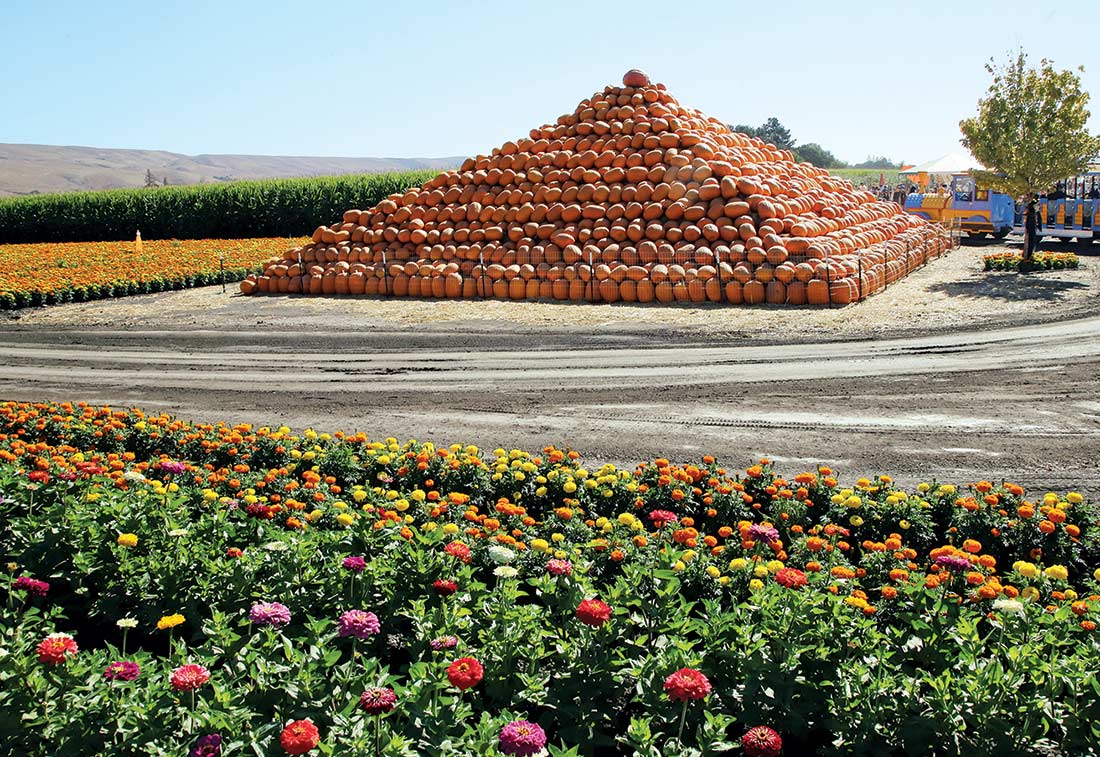 Pumpkin Patch Will Reopen in New Coyote Valley Site San Jose Inside
