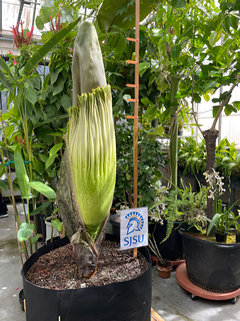 Rare 'Corpse Flower' to Bloom at SJ State, Unleashing Its Putrid