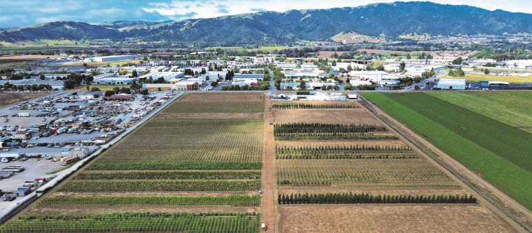 Image for display with article titled Google Changes Gilroy Tree Farm Plans, Will Sell Trees to Public