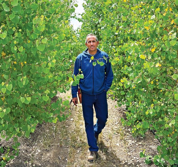Google Changes Gilroy Tree Farm Plans, Will Sell Trees to Public San