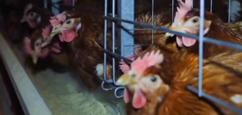 Image for display with article titled More than 250K Poultry Destroyed to Stem Bird Flu Outbreak