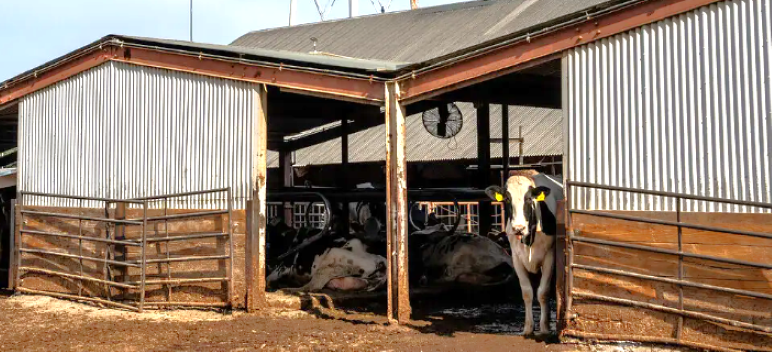 Covid for Cows’ Spreads Fast Through California Dairies
