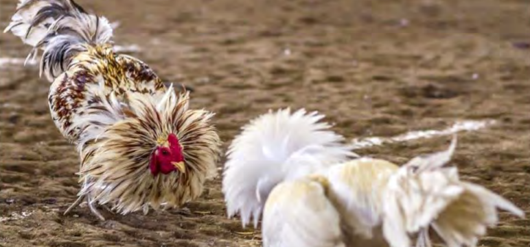 Image for display with article titled Widespread Cockfighting in CA Identified as Possible Source of Bird Flu Emergency