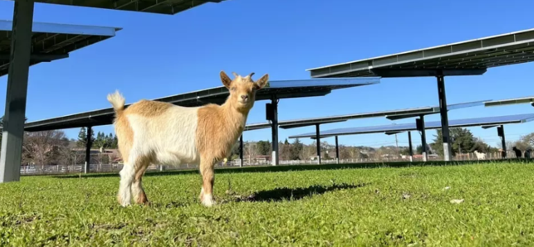 Image for display with article titled Solar Panels Power Lights and Heating at South County Animal Shelter
