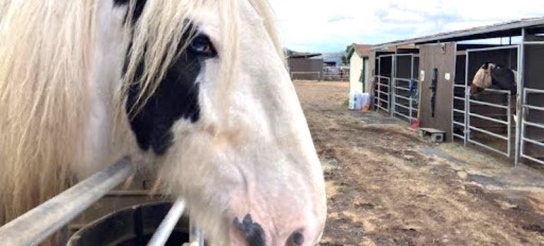 Santa Clara County Zoning Proposal Sparks Outcry from Horse Owners