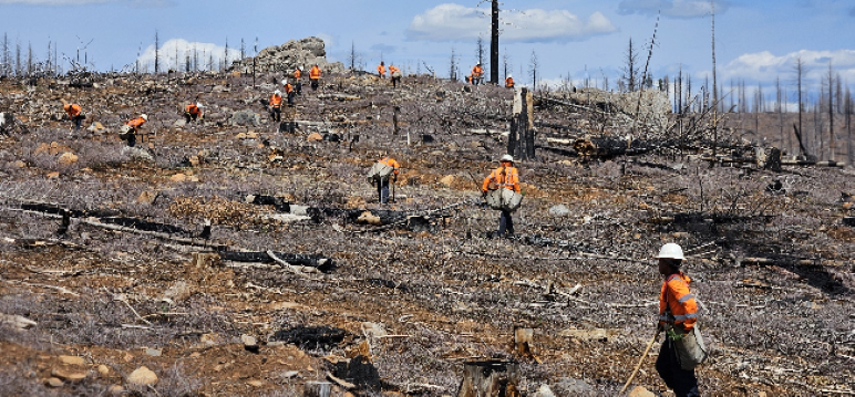 TransPak Gives $500K to Plant Trees in Wildfire-Damaged CA Forests