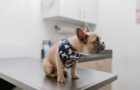 What Silicon Valley’s exotic pet owners need to know about veterinary care