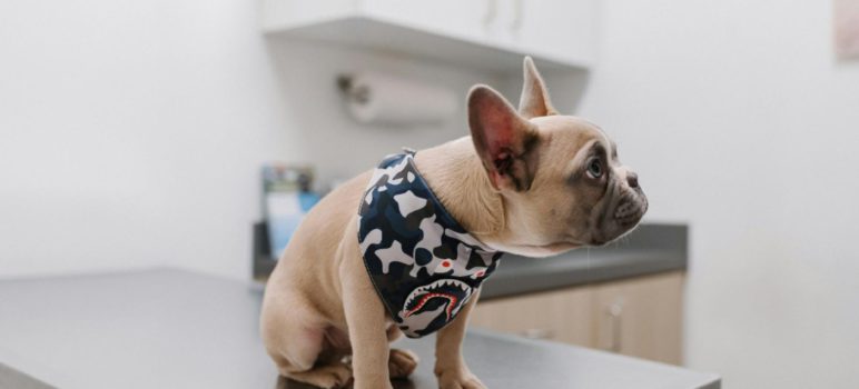 What Silicon Valley’s exotic pet owners need to know about veterinary care